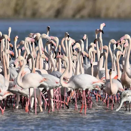 Les Grenadines - Duplex Vue Avec Parking En Sous Sol Mae-2014 Appartement La Grande Motte